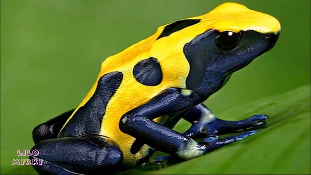 О лягушках для детей. Где живут лягушки .Виды лягушек. смотреть онлайн