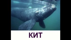 Развивающие презентации для детей "Морские животные"