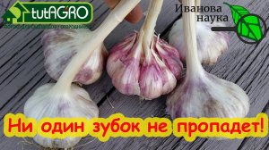 ЧЕСНОК БУДЕТ С КУЛАК! Сделайте так и будете с огромным урожаем чеснока!