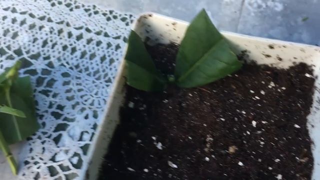 ИСПЫТЫВАЕМ НОВЫЕ СРЕДСТВА ДЛЯ САДА И ОГОРОДА смотреть онлайн