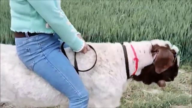 Go shopping on a sheep ride today. Верхом на овце смотреть онлайн