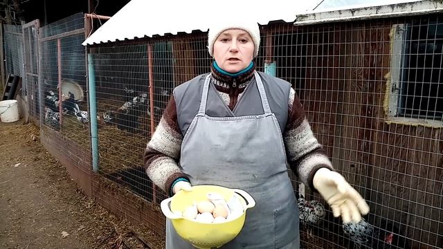 Зимнее кормление кур. Почему увеличилась яйценоскость. смотреть онлайн