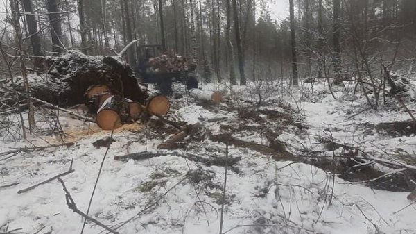 Заготовка дров на тракторе т16.