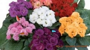 Примула махровая Микс ? махровая примула Микс обзор: как сажать, семена примулы Микс