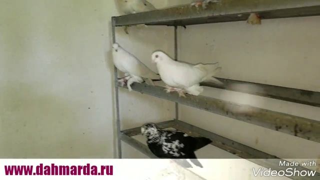 Таджикские голуби Амира Абдуллаева смотреть онлайн