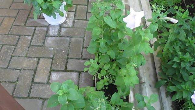 Пора петуний🌸🌸🌸🌸🌸👍 смотреть онлайн