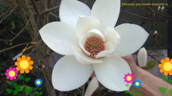 Магнолия Джули Помпон. Краткий обзор, описание характеристик magnolia Joli Pompon