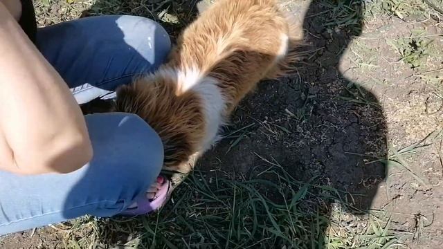 К нам на дачу пришла собака без определенного места жительства и отказалась есть чебурек смотреть онлайн