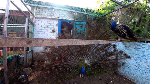 Сколько вложили.Молодые мешают. Жизнь в деревне. смотреть онлайн