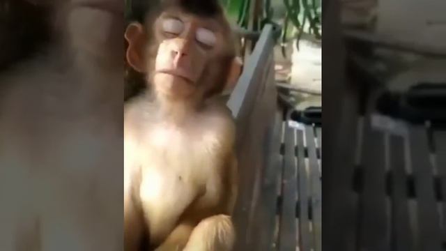 ОбИзЯанка ХотЕла СпаТь🤣 Милота😊🤗 смотреть онлайн