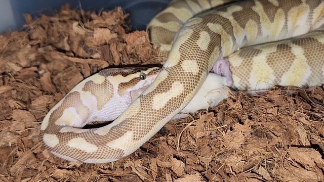 No Escape From A Natural Killer / Warning Python Live Feeding смотреть онлайн