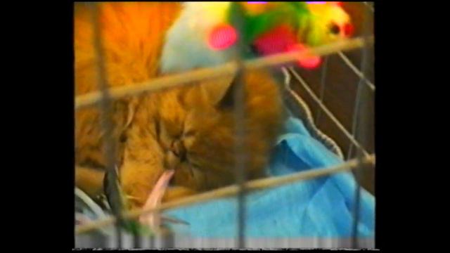 Выставка кошек 29 30 августа 1998 год Москва смотреть онлайн