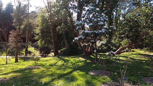 Spring Rhododendron, Wicklow, Ireland смотреть онлайн