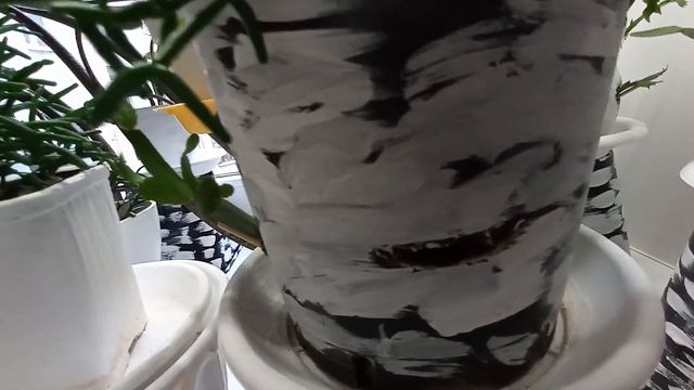 КОМНАТНЫЕ РАСТЕНИЯ.ОБЗОР РАСТЕНИЙ. ЯНВАРЬ 2022г.(шлюмбергера,рипсалидопсис,хатиора).