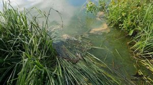 БЛЕСНЫ ЛОВИЛИ И БУДУТ ЛОВИТЬ ! ЛОВЛЯ ЩУКИ НА КОЛЕБАЛКИ ВЕСНОЙ !