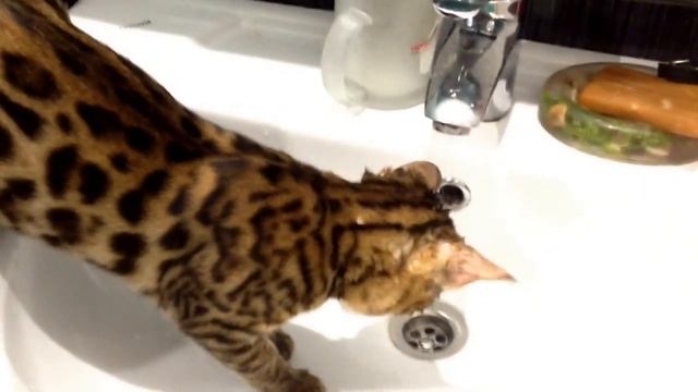 А говорят кошки воды боятся))) наша Бенгальская кошка смотреть онлайн