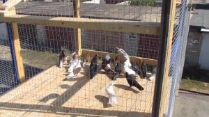 Саратовский голубедром"Голуби Поволжья".первый выход голубят.