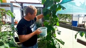 Сорт Кибрия F1 "Бешеный" куст огурца