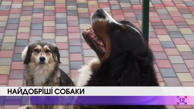 НАЙДОБРІШІ СОБАКИ ALEXBERNS смотреть онлайн