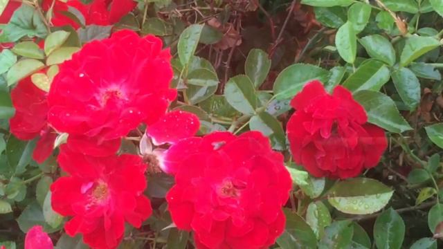 🍃422🍃Жизнь продолжается 🌹Живой мир природы смотреть онлайн