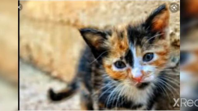 Подробние про Моего кота))) смотреть онлайн