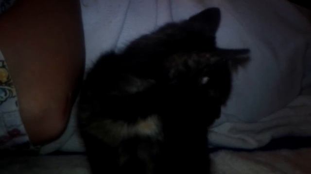 Cat git scrd in the mir смотреть онлайн