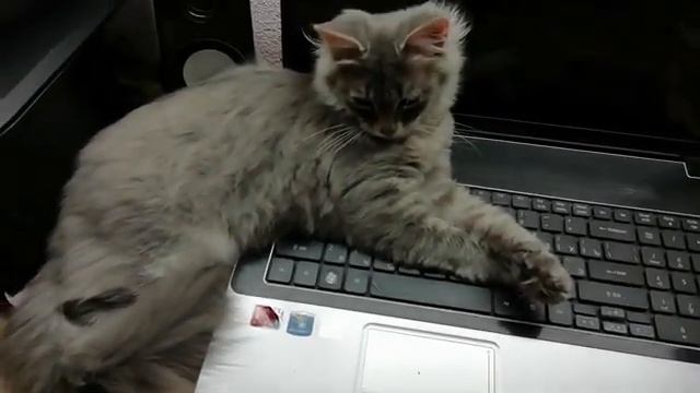 ?️Метель в октябре?пробуем снять гипс?️первый снег в жизни кота? смотреть онлайн