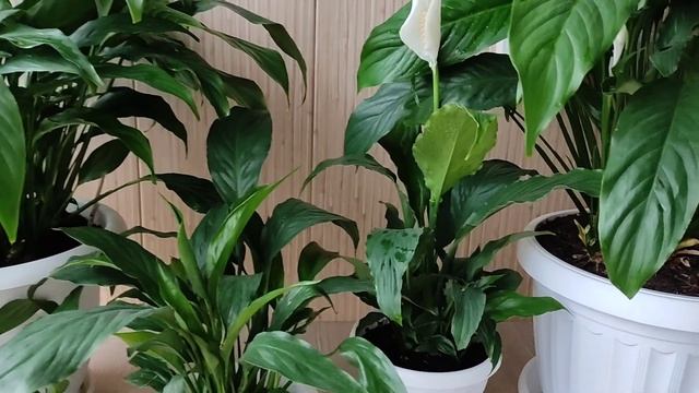 Женское Счастье (Спатифиллум) Подкормка в Апреле для Пышного Цветения смотреть онлайн