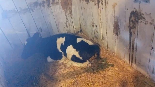 химическое отравление теленка. не добросовестный продавец. смотреть онлайн