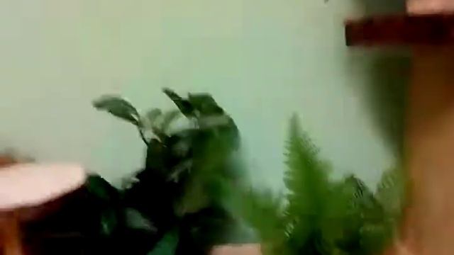 МиниПтерариум-2018 смотреть онлайн