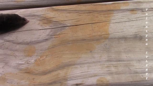 Не столько важны кисячие итоги, сколько сам факт его осуществления! смотреть онлайн