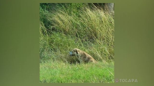 ИСТОРИИ СПАСЕННЫХ СОБАК #7 смотреть онлайн