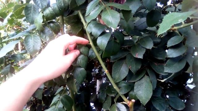 Что делать с листьями ?на розах осенью?? Обрывать их или оставлять на кусте? Давайте разберемся! смотреть онлайн