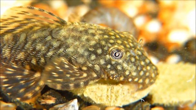 Ancistrus Cirrhosus Female
