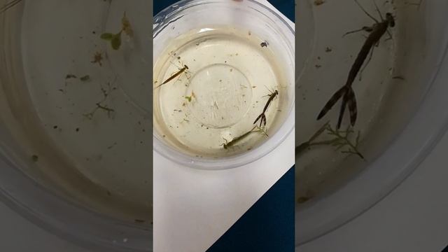 #shorts Личинки стрекоз - мастера маскировки!