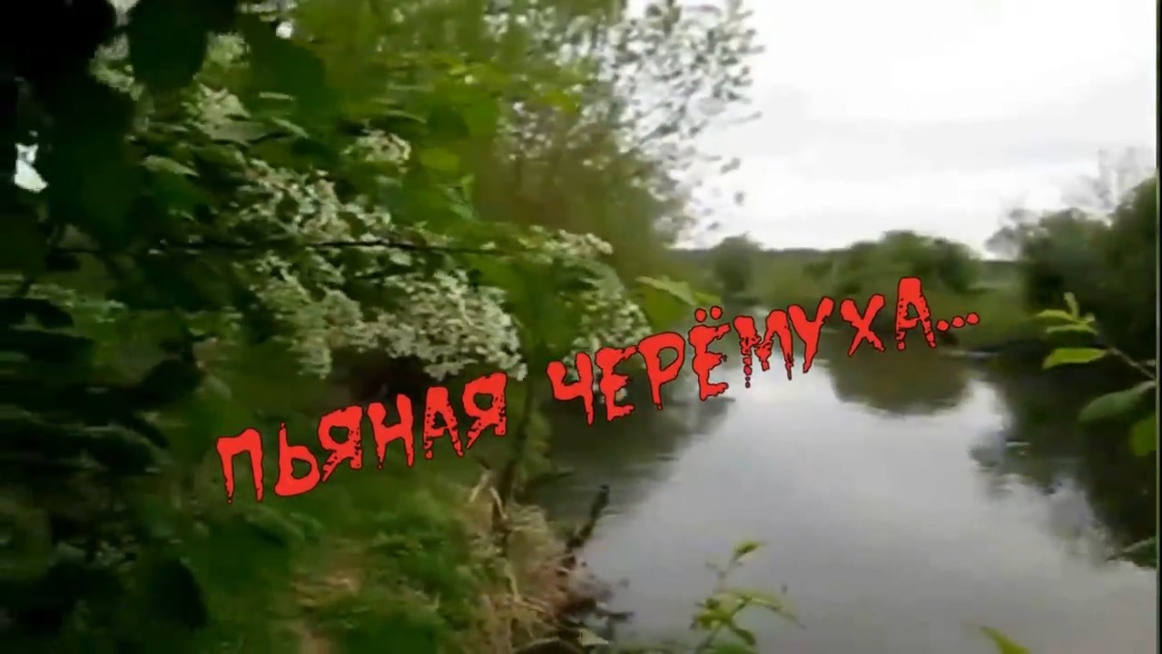 Александр Брылёв-Пьяная черёмуха.mp4 смотреть онлайн