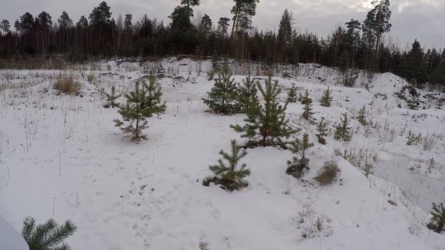 Охота на зайца зимой с гончей по первому снегу 2020 смотреть онлайн