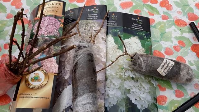 Розы и гортензии из коробок - высаживаю в парник. Никогда не делайте так с гортензиями. смотреть онлайн