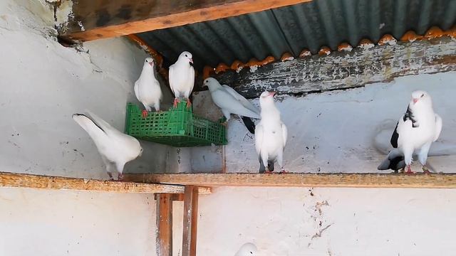 Обработал голубей от наружных паразитов. Treated pigeons from external parasites смотреть онлайн