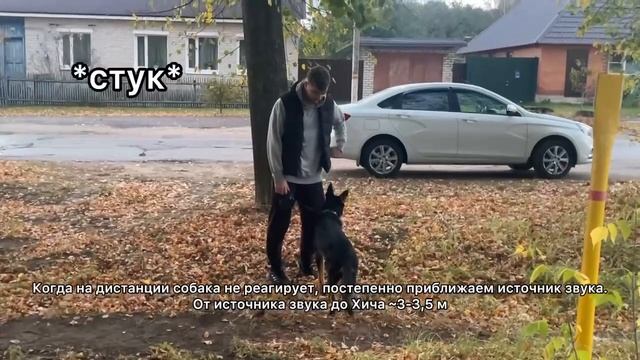 Собака боится громких звуков - что делать? смотреть онлайн