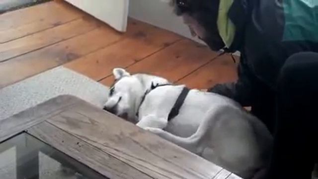 Хаски ленится идти на улицу.