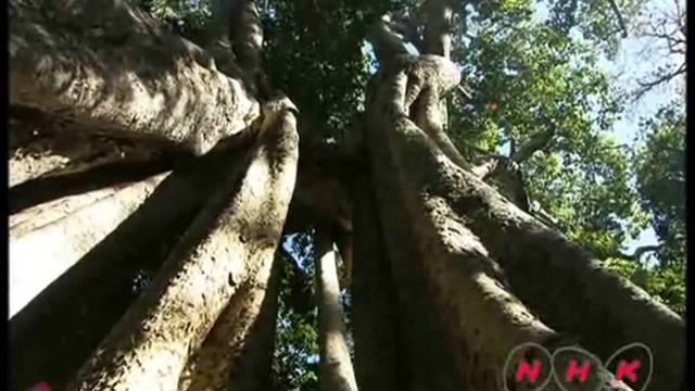 Tsingy De Bemaraha Strict Nature Reserve (UNESCO/NHK)