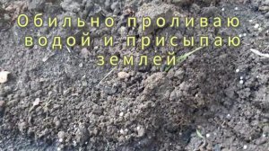 #Первая подкормка РОЗ раннею весной #first dressing of roses in early spring #flowers