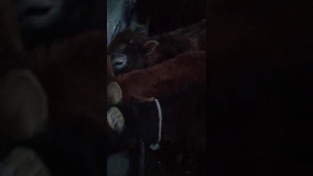 Телята на откорме (молодняк) смотреть онлайн
