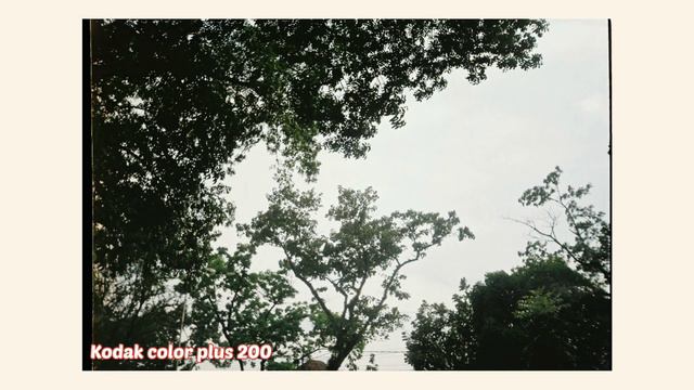 Kodak Gold Vs Kodak Color Plus 200