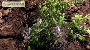 Посадка  японского клёна, уход за японским кленом