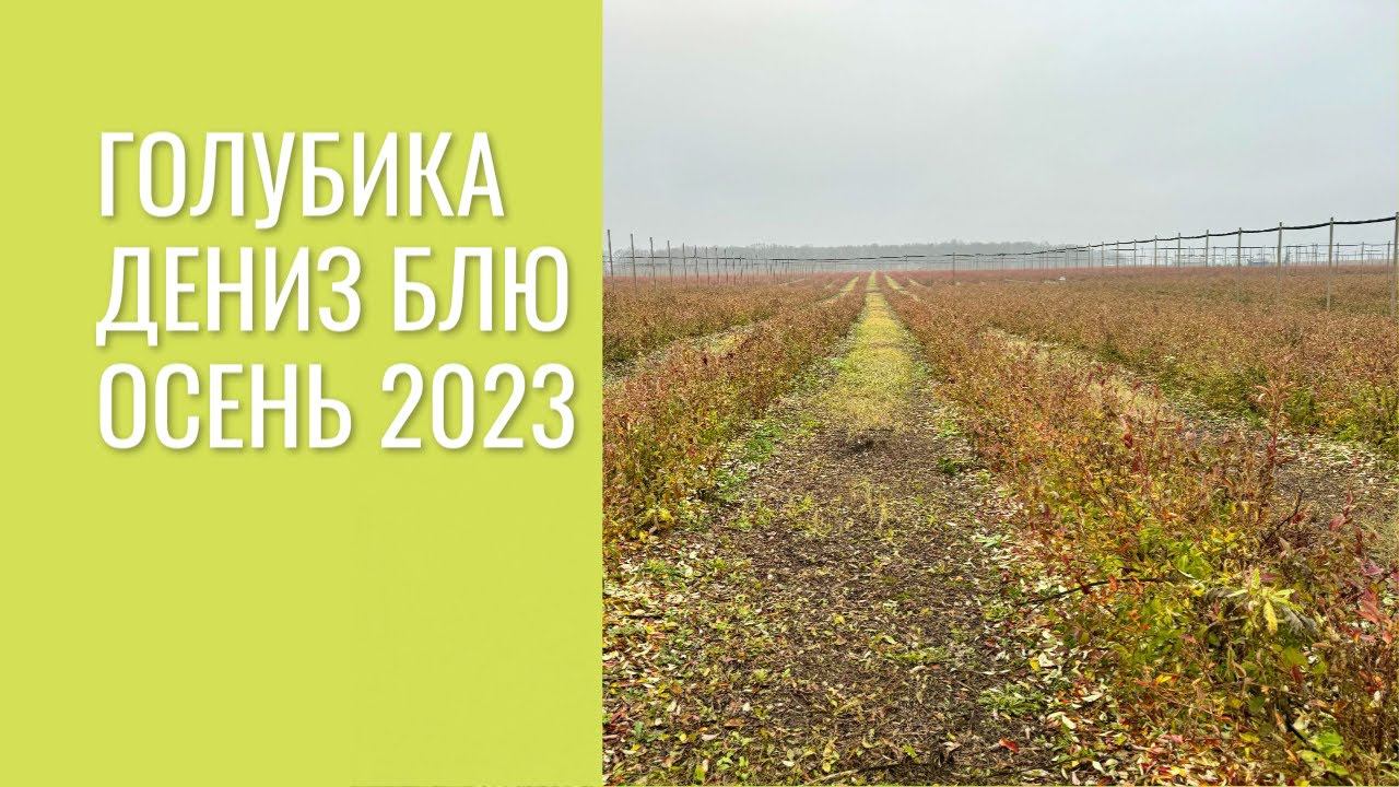 Голубика Дениз Блю, осень 2023. смотреть онлайн