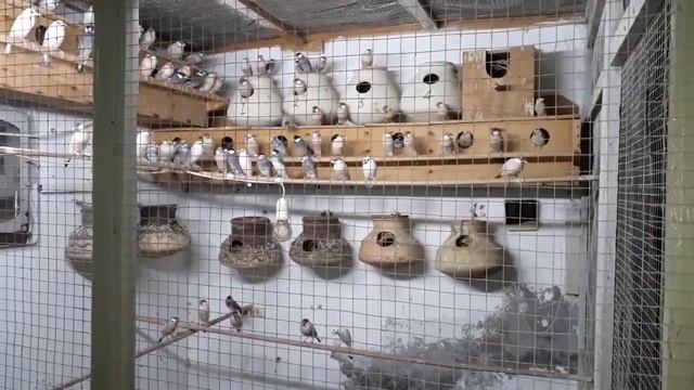 Java Sparrow Ka Soft Food For Fast Breed | Java Sparrow Breeding Formula in Urdu / Hindi смотреть онлайн