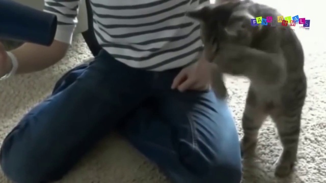 СМЕШНЫЕ КОТАНЫ. Лучшие приколы с котами и кошками. ПОДБОРКА 1 смотреть онлайн