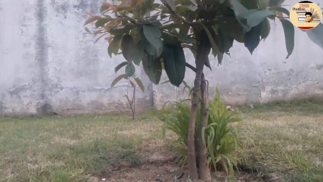 Beautiful natural green plants & red flowers||Qudarti khobsorat sorkh rang ke phol||Urdu Section| смотреть онлайн